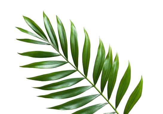 leaf